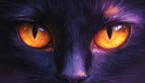 Black Cat Wallpaper: Animal Eyes, Pet Background, 4K, Desktop
