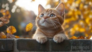 Cute Cat Wallpaper: Orange Tabby Kitten Autumn Backgrounds