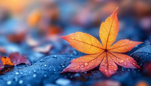 Autumn Leaf Wallpaper: Maple Leaves, Fall Colors, 4K Wallpaper