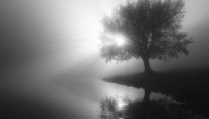 Black and White Tree Landscape Wallpaper for Desktop and Mobile