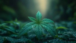 Cannabis Leaf Wallpaper: 4K, Desktop, Laptop, Mobile Backgrounds