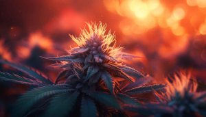 Marijuana Wallpaper: Cannabis Plant in Warm Light 4k Wallpaper