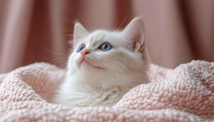 Cute Kitten Wallpaper: White Cat With Blue Eyes, 4k Cat