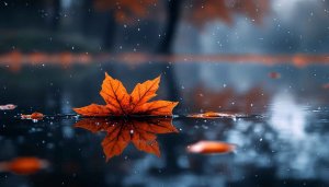 Autumn Maple Leaf Reflection 4K Mobile Wallpaper Free
