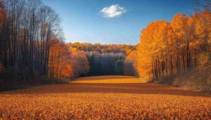 Autumn Landscape Mobile Wallpaper with Fall Foliage 4K Background